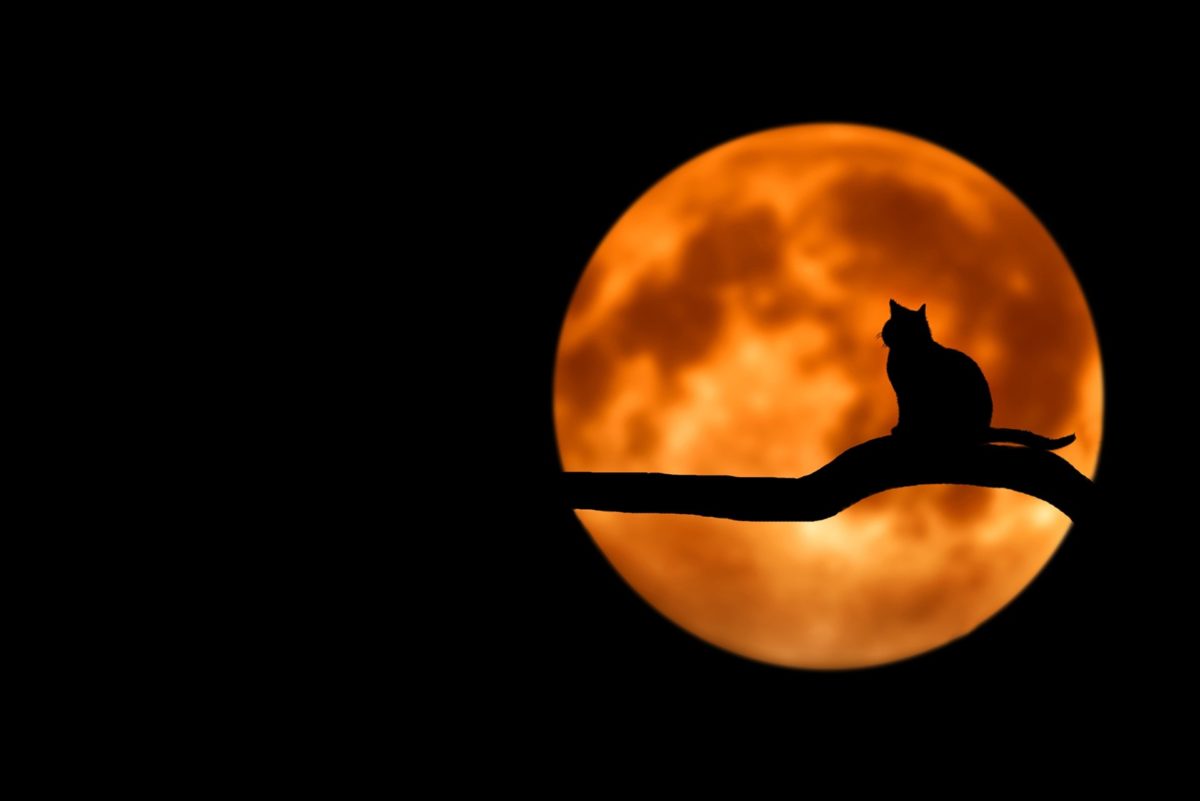 jardiner avec la lune